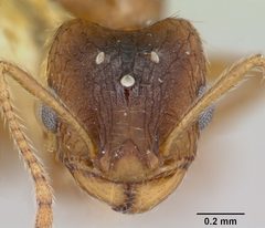 Pheidole inquilina casent0103145 head 1 by April Nobile. Used under a CC BY 4.0 license.