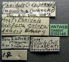 Pheidole inquilina casent0103145 label 1 by April Nobile. Used under a CC BY 4.0 license.
