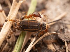 Pheidole megacephala 333840401 by Philipp Hoenle. Used under a CC0 license.