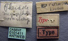 Pheidole megacephala casent0101411 label 1 by April Nobile. Used under a CC BY 4.0 license.