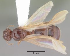 Pheidole megacephala casent0104406 dorsal 1 by April Nobile. Used under a CC BY 4.0 license.