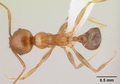 Pheidole megacephala casent0179507 dorsal 1 by Erin Prado. Used under a CC BY 4.0 license.