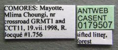 Pheidole megacephala casent0179507 label 1 by Michele Esposito. Used under a CC BY 4.0 license.