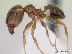Pheidole megacephala iccdrs0003685 profile 1 by April Nobile. Used under a CC BY 4.0 license.