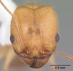 Pheidole morrisii casent0104415 head 1 by April Nobile. Used under a CC BY 4.0 license.