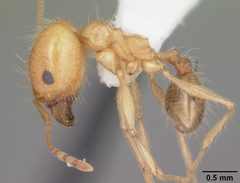 Pheidole morrisii casent0104415 profile 1 by April Nobile. Used under a CC BY 4.0 license.