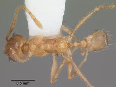 Pheidole morrisii casent0104416 dorsal 1 by April Nobile. Used under a CC BY 4.0 license.