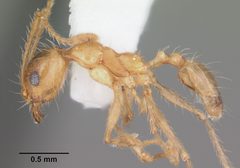 Pheidole morrisii casent0104416 profile 1 by April Nobile. Used under a CC BY 4.0 license.