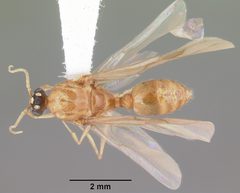 Pheidole morrisii casent0104417 dorsal 1 by April Nobile. Used under a CC BY 4.0 license.