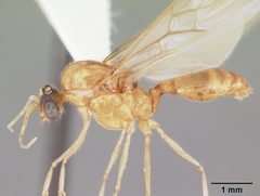 Pheidole morrisii casent0104417 profile 1 by April Nobile. Used under a CC BY 4.0 license.