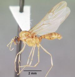Pheidole morrisii casent0104417 profile 2 by April Nobile. Used under a CC BY 4.0 license.