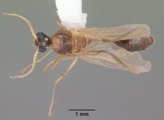 Pheidole obscurithorax casent0104418 dorsal 2 by April Nobile. Used under a CC BY 4.0 license.