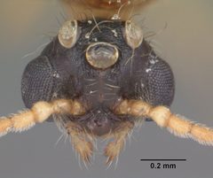 Pheidole obscurithorax casent0104418 head 1 by April Nobile. Used under a CC BY 4.0 license.