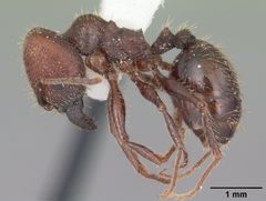 Pheidole obscurithorax casent0104419 profile 1 by April Nobile. Used under a CC BY 4.0 license.