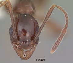 Pheidole obscurithorax casent0104420 head 1 by April Nobile. Used under a CC BY 4.0 license.