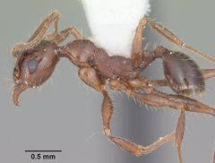 Pheidole obscurithorax casent0104420 profile 1 by April Nobile. Used under a CC BY 4.0 license.