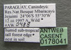 Pheidole obscurithorax casent0178041 label 1 by Michele Esposito. Used under a CC BY 4.0 license.
