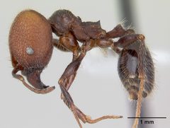 Pheidole obscurithorax casent0178041 profile 1 by April Nobile. Used under a CC BY 4.0 license.
