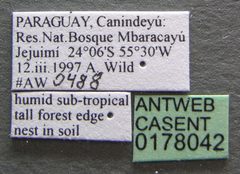 Pheidole obscurithorax casent0178042 label 1 by Michele Esposito. Used under a CC BY 4.0 license.