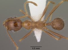 Pheidole obtusospinosa casent0102887 dorsal 1 by Jen Fogarty. Used under a CC BY 4.0 license.