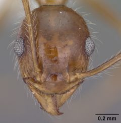 Pheidole obtusospinosa casent0102887 head 1 by Jen Fogarty. Used under a CC BY 4.0 license.