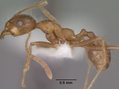 Pheidole obtusospinosa casent0102887 profile 1 by Jen Fogarty. Used under a CC BY 4.0 license.