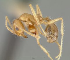 Pheidole obtusospinosa castype00647 profile 1 by wikipedia. Used under a CC BY 4.0 license.