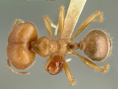 Pheidole obtusospinosa castype00649 dorsal 1 by wikipedia. Used under a CC BY 4.0 license.