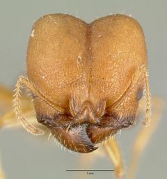 Pheidole obtusospinosa castype00649 head 1 by wikipedia. Used under a CC BY 4.0 license.