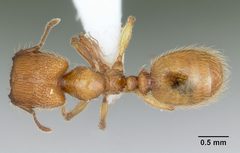 Pheidole pelor casent0103409 dorsal 1 by April Nobile. Used under a CC BY 4.0 license.