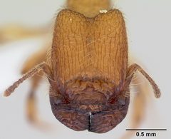 Pheidole pelor casent0103409 head 1 by April Nobile. Used under a CC BY 4.0 license.