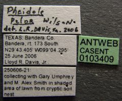 Pheidole pelor casent0103409 label 1 by April Nobile. Used under a CC BY 4.0 license.