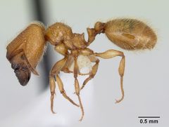 Pheidole pelor casent0103409 profile 1 by April Nobile. Used under a CC BY 4.0 license.