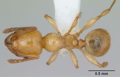 Pheidole pelor casent0103410 dorsal 1 by April Nobile. Used under a CC BY 4.0 license.