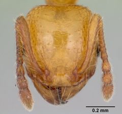Pheidole pelor casent0103410 head 1 by April Nobile. Used under a CC BY 4.0 license.