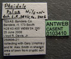Pheidole pelor casent0103410 label 1 by April Nobile. Used under a CC BY 4.0 license.