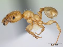 Pheidole pelor casent0103410 profile 1 by April Nobile. Used under a CC BY 4.0 license.