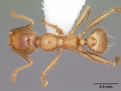 Pheidole porcula casent0104783 dorsal 1 by April Nobile. Used under a CC BY 4.0 license.