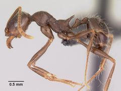Pheidole rhea casent0000227 profile 1 by April Nobile. Used under a CC BY 4.0 license.