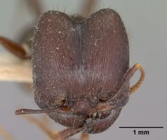 Pheidole rhea casent0102892 head 1 by Jen Fogarty. Used under a CC BY 4.0 license.
