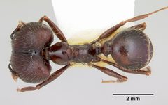 Pheidole rhea casent0103489 dorsal 1 by April Nobile. Used under a CC BY 4.0 license.