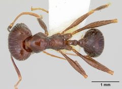 Pheidole rhea casent0172583 dorsal 1 by April Nobile. Used under a CC BY 4.0 license.