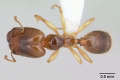 Pheidole subarmata casent0178060 dorsal 1 by April Nobile. Used under a CC BY 4.0 license.