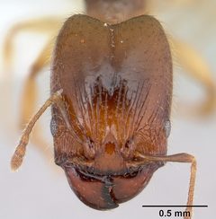 Pheidole subarmata casent0178060 head 1 by April Nobile. Used under a CC BY 4.0 license.