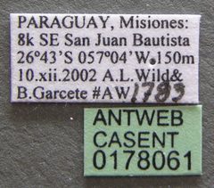 Pheidole subarmata casent0178061 label 1 by Michele Esposito. Used under a CC BY 4.0 license.