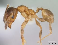 Pheidole subarmata casent0178061 profile 1 by April Nobile. Used under a CC BY 4.0 license.