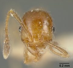 Pheidole subarmata casent0601269 head 1 by John T. Longino. Used under a CC BY 4.0 license.