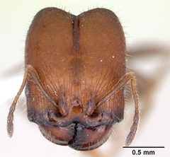 Pheidole tepicana casent0173655 head 1 by April Nobile. Used under a CC BY 4.0 license.