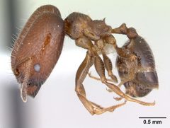 Pheidole tepicana casent0173655 profile 1 by April Nobile. Used under a CC BY 4.0 license.