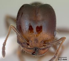 Pheidole tepicana casent0173873 head 1 by April Nobile. Used under a CC BY 4.0 license.